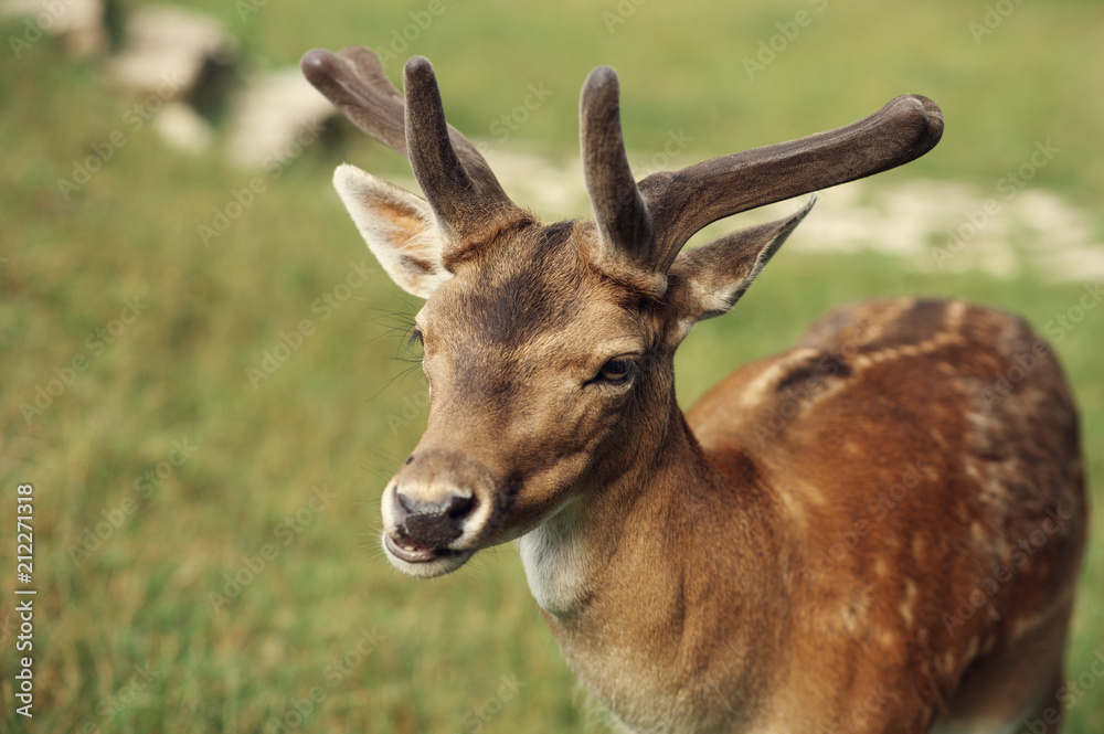 A white-tailed deer fawn standing in a meadow A white-tailed deer fawn standing in a meadow