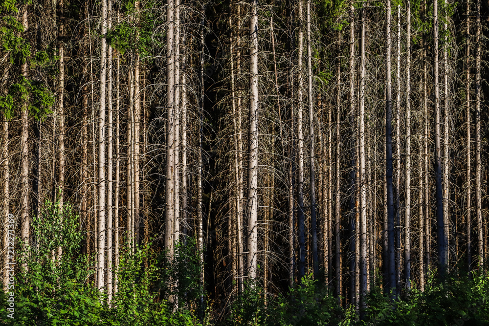 Fototapeta premium Affected forest