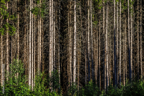 Fototapeta Naklejka Na Ścianę i Meble -  Affected forest