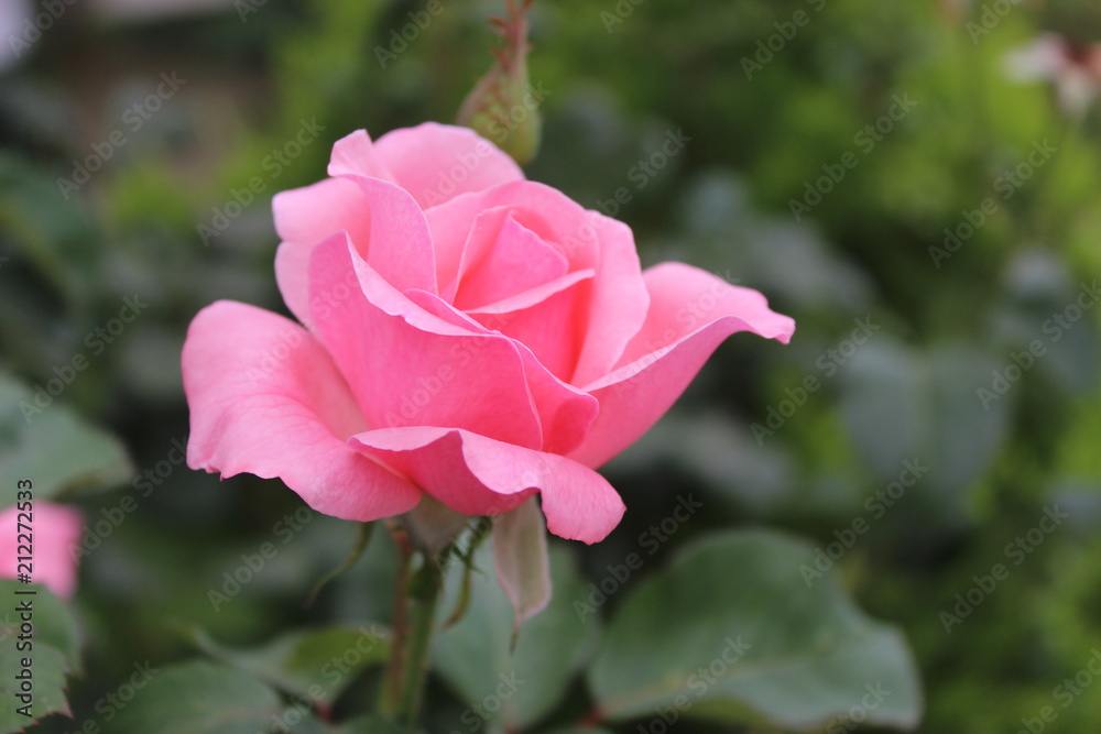 pink rose