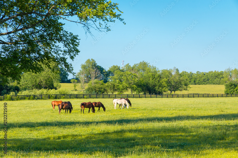 Fototapeta premium Konie na zielonych pastwiskach stadnin koni.