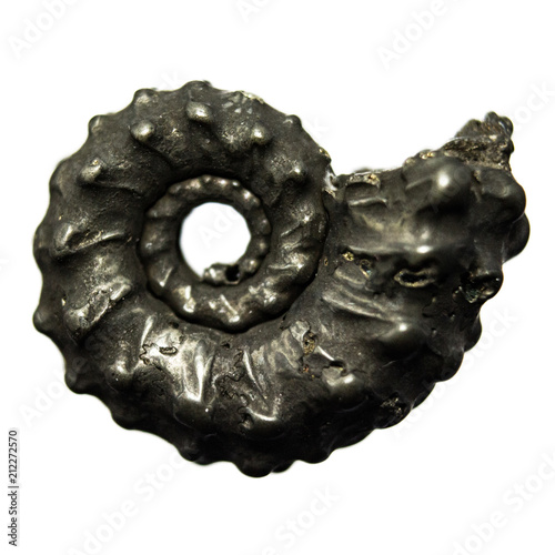 Natural Ammonite shell on white background photo