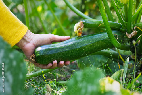 Harvesting zucchini in vegetable garden