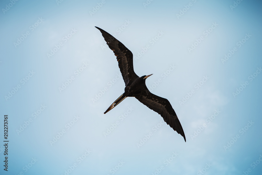 Fototapeta premium Big Frigate Bird