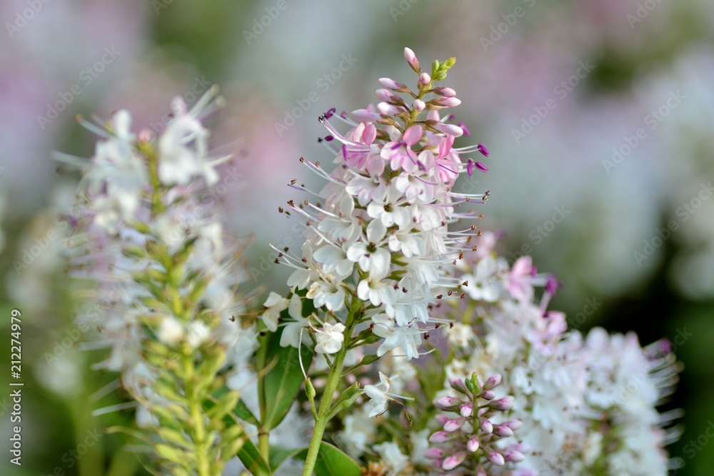 Gros plan sur des fleurs de Véronique Gros plan sur des fleurs de Véronique
