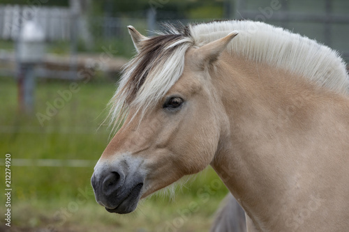 Horse  at  Visit farm in Trondheim Norway