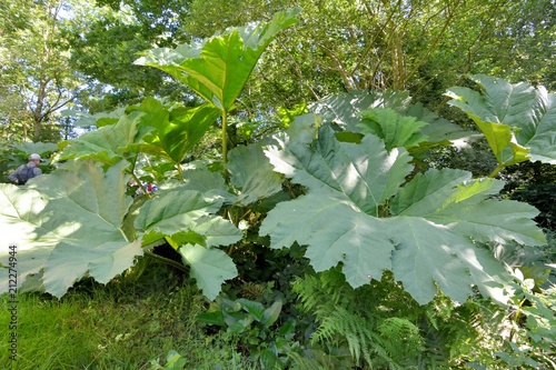 Gunnera Manicata photo