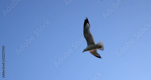 Herring Gull, Sea Gull, Gull, Birds photo