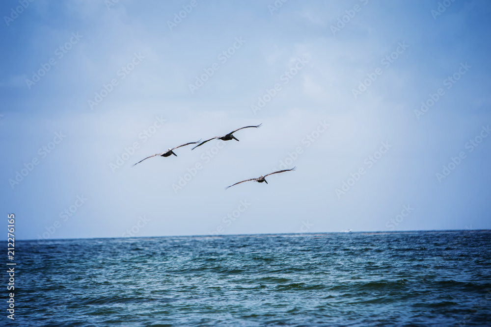 Three Brown Pelicans Flying Over The Ocean