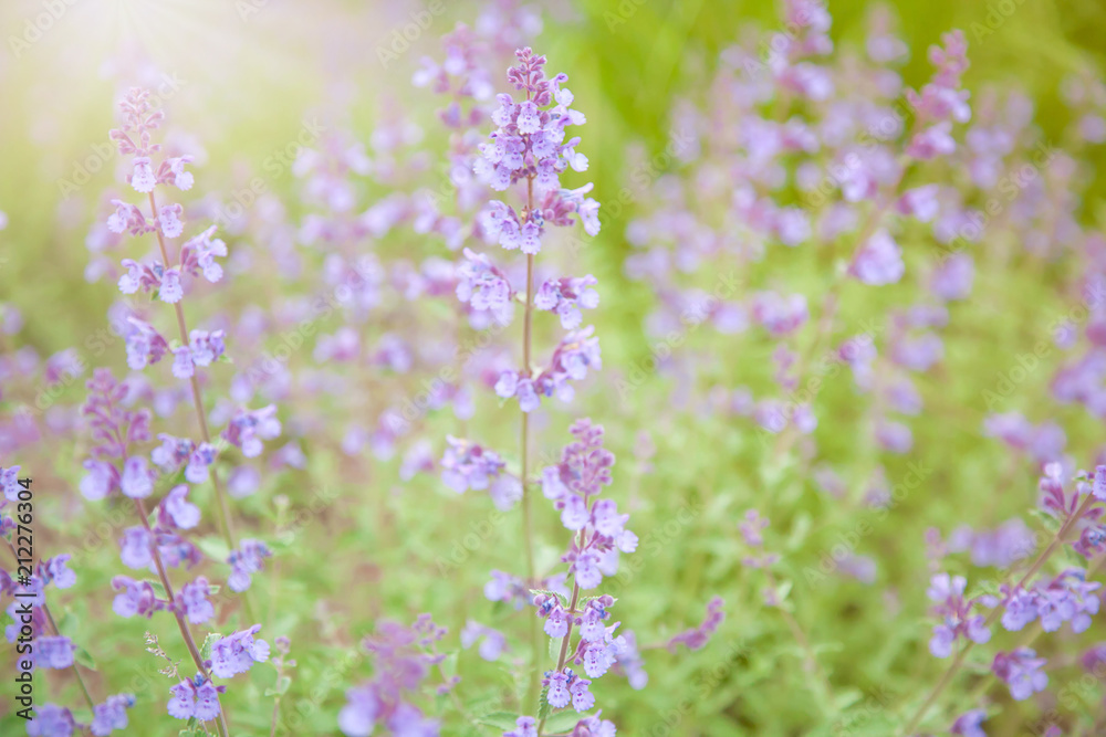 Beautiful Salvia flower (disambiguation) with sunlight in the garden at boston. Salvia cuspidata ssp. gilliesii, The largest genus of plants in the mint family, Is a plant native to Chile