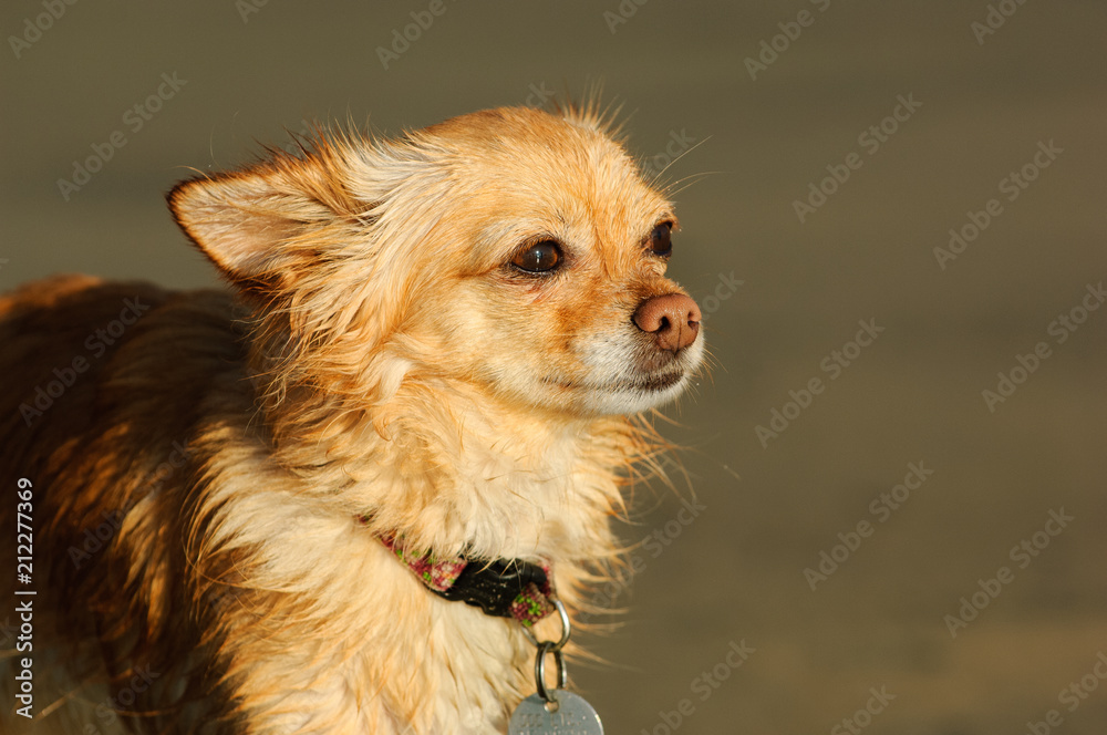 Chihuahua dog outdoor portrait headshot Chihuahua dog outdoor portrait headshot