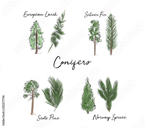 hand drawn conifer trees collection. vector watercolor illustration of trees. forest wood.  photo