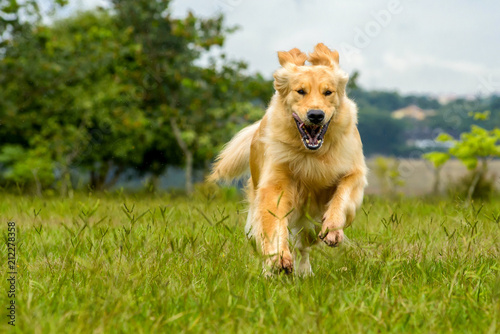dog golden retriever running to the camera