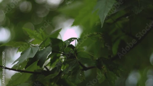 Close up shot of leaves hanging from a tree blowing in the wind in slow motion, shot in hd 120fps. photo