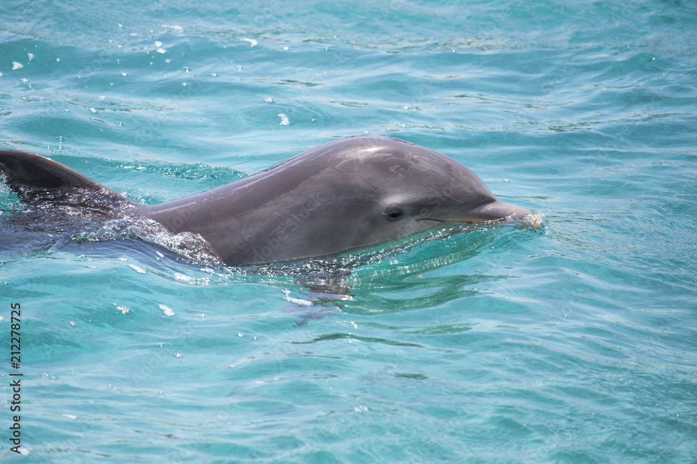 Obraz premium Hübscher Delfin-Kopf