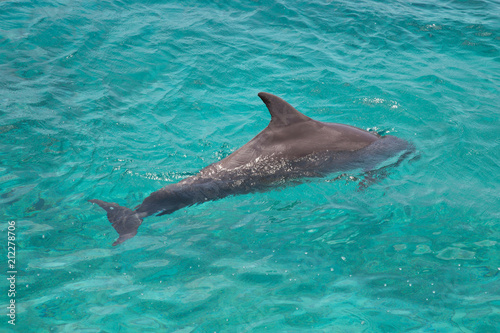 Delfin in wunderschönem Meerwasser