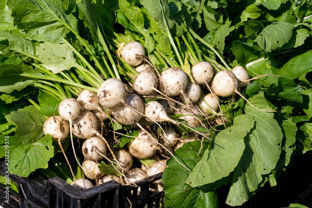 harvesting fresh japanese turnip vegetable harvesting fresh japanese turnip vegetable