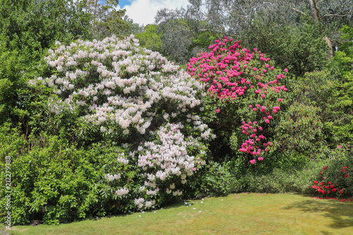 Irlande - Ile de Garinish - Le Parc et ses fleurs : rhododendrons et azalées