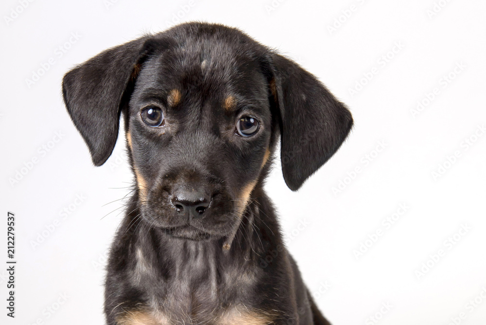 adorable black puppy face with white background