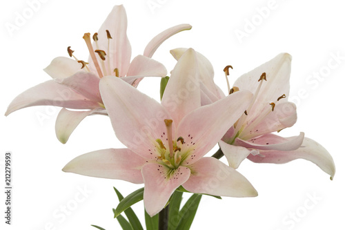 Flower of pink lily  isolated on white background