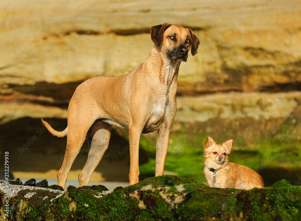 Ridgeback chihuahua cheap