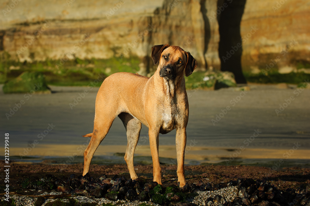 Rhodesian Ridgeback dog outdoor portrait standing on beach with bluffs in the background