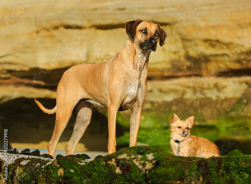 Rhodesian Ridgeback and Chihuahua dog outdoor portrait standing on rocks