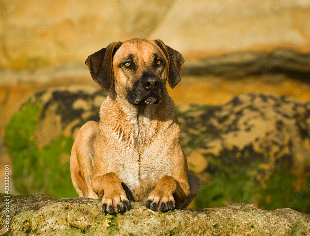 Rhodesian Ridgeback dog outdoor portrait lying down on rocks