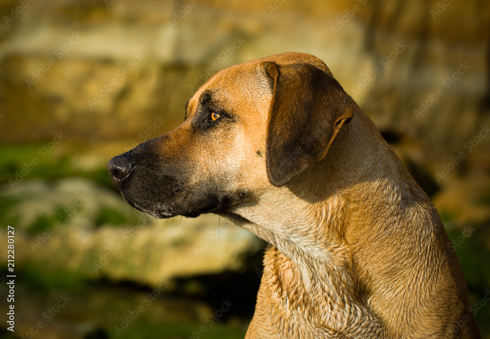 Rhodesian Ridgeback dog outdoor portrait head shot