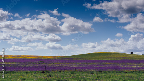 Rural landscape with lavender wild field