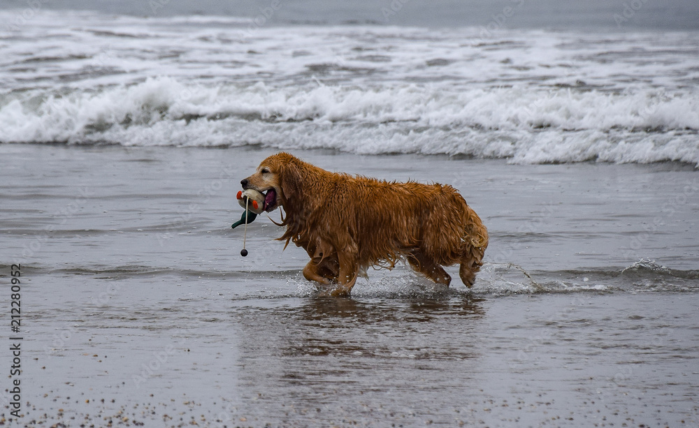 Golden Retriever Doing Waht Retrievers Love to Do