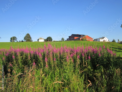 SUMMER LANDSCAPE