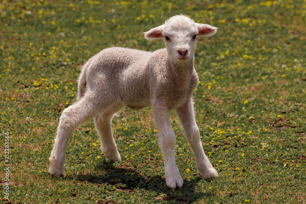 White Fur Stock Photo - Download Image Now - Wool, Animal, Animal