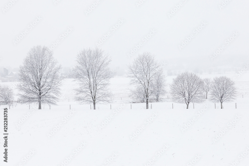 Fototapeta premium Winter Trees in Pennsylvania