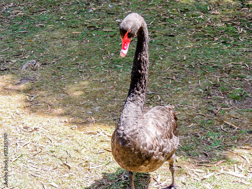 Black Swans are a magnificent sight on New Zeland ponds, Auckland, New Zealand photo