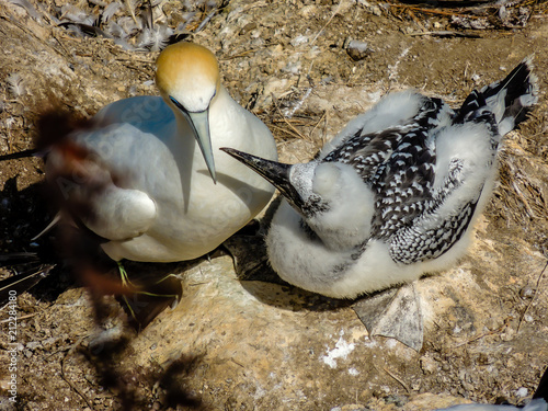 Australasian gannet (Morus serrator) hen and sub juvenile chick, Murawai Beach, Auckland, New Zealand photo