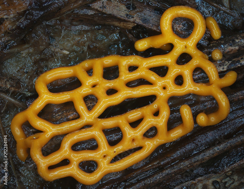 Yellow glazy plasmodiocarp fruit bodies of a slime mold, or myxomycete, Hemitrichia serpula. Slime moulds are special organisms that gather from many microscopic unicellular amoebae.