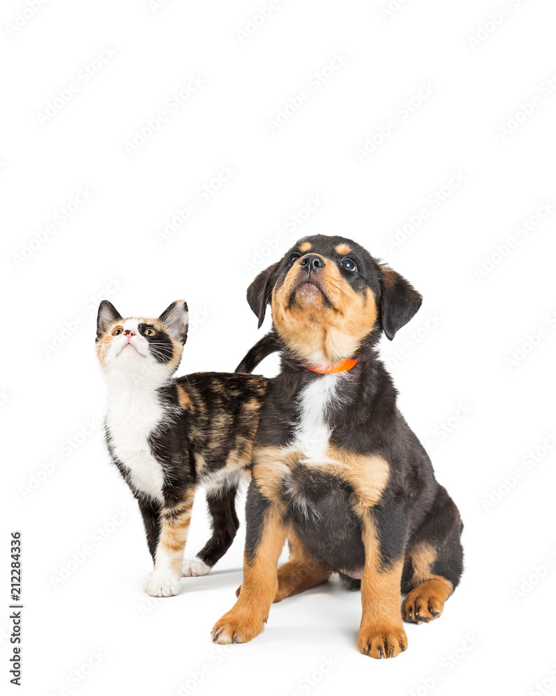 Cute Puppy and Kitten Looking Up Into Copy Space
