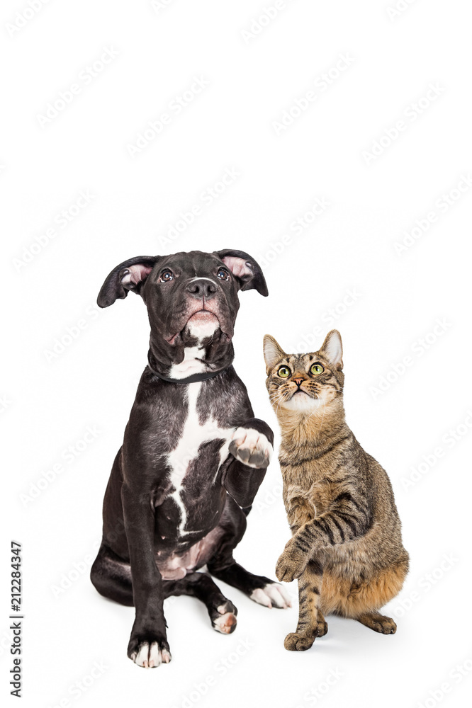 Dog and Cat Raising Paws and Looking Up Together