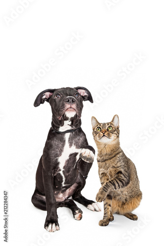 Dog and Cat Raising Paws and Looking Up Together