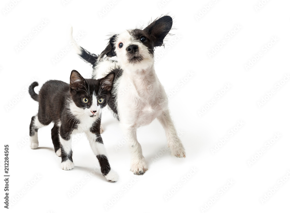 Playful Puppy and Kitten Walking Forward Playful Puppy and Kitten Walking Forward