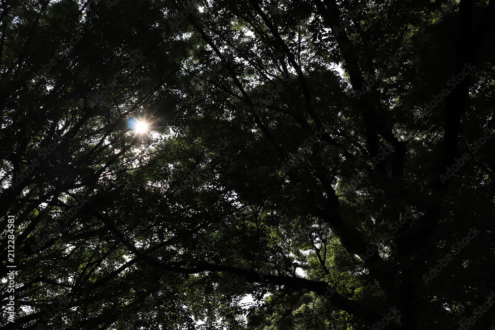 Sunbeam among leaves Sunbeam among leaves