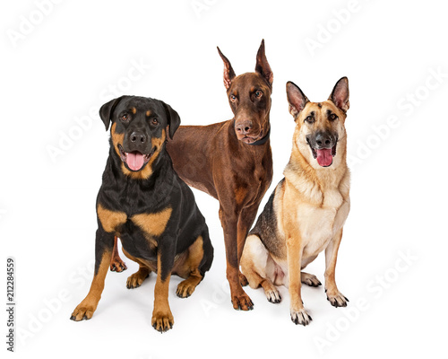 Three Large Breed Guard Dogs