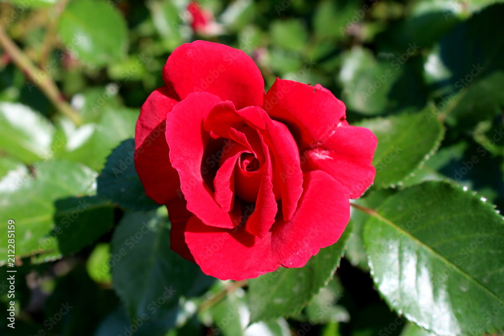 Large single red rose blooming flower on dark green thick leaves background on warm sunny day
