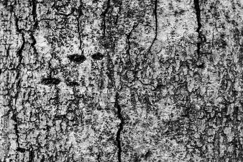 bark of old tree, white and black color