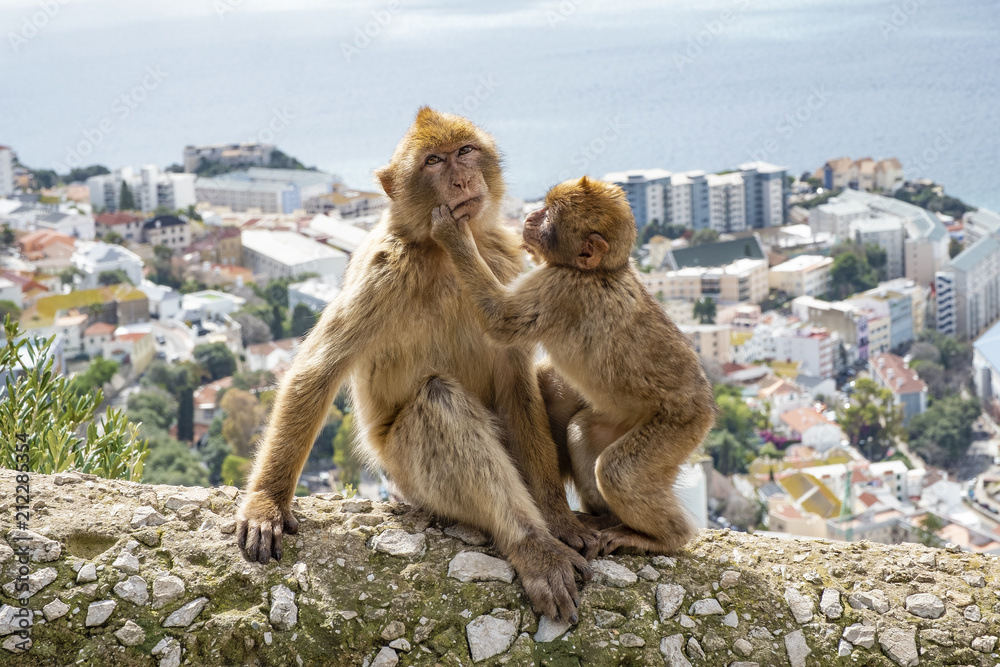 Naklejka premium Gibraltar Apes - Barbary Macaque family in Gibraltar Nature Reserve