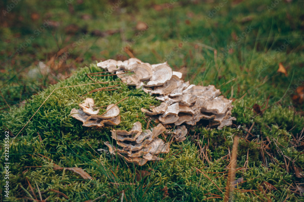 Growth in the forest 