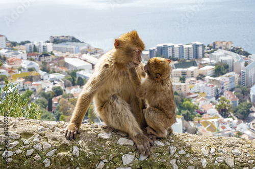 Gibraltar Apes -  Barbary Macaque family in  Gibraltar Nature Reserve © Oksana Perkins