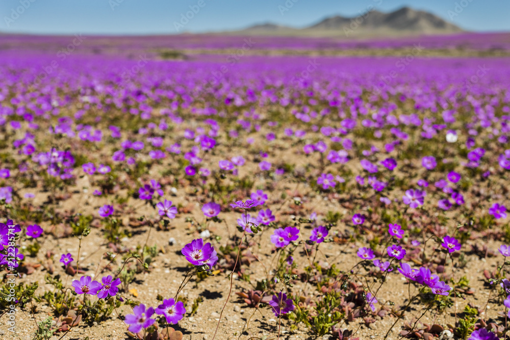 Obraz premium From time to time rain comes to Atacama Desert, when that happens thousands of flowers grow along the desert from seeds that are from hundreds of years ago, amazing the 