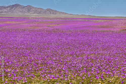 From time to time rain comes to Atacama Desert, when that happens thousands of flowers grow along the desert from seeds that are from hundreds of years ago, amazing the "Desierto Florido" phenomenom